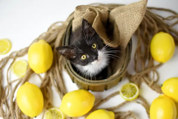 What do you get when you cross a cat with a lemon?