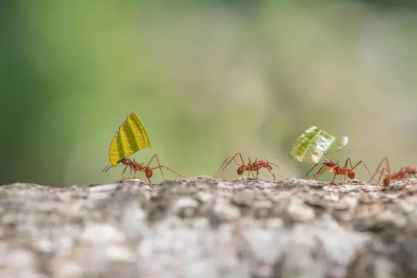 What do you get if you cross some ants with some tics?