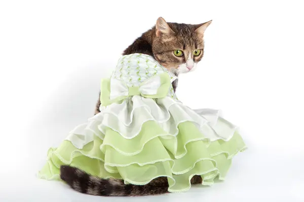 Why did the cat put on a cocktail dress?