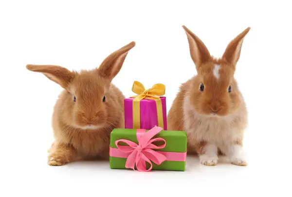 What did the rabbit want for his birthday?