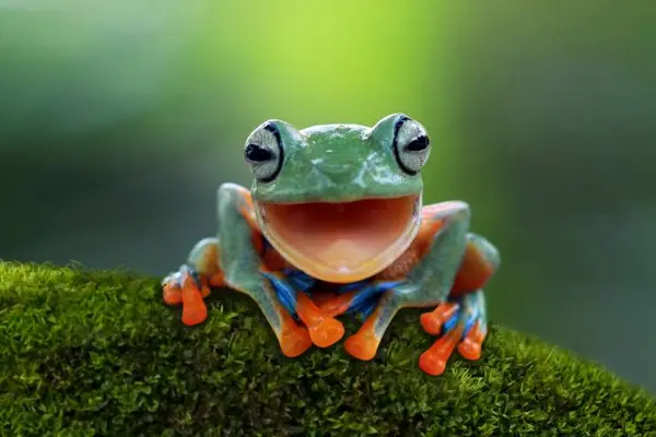 Why are frogs always happy?