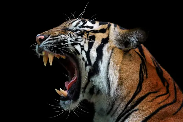 What did the tiger eat after having his teeth pulled?