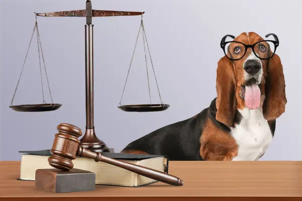 Which animals make the most honest judges?