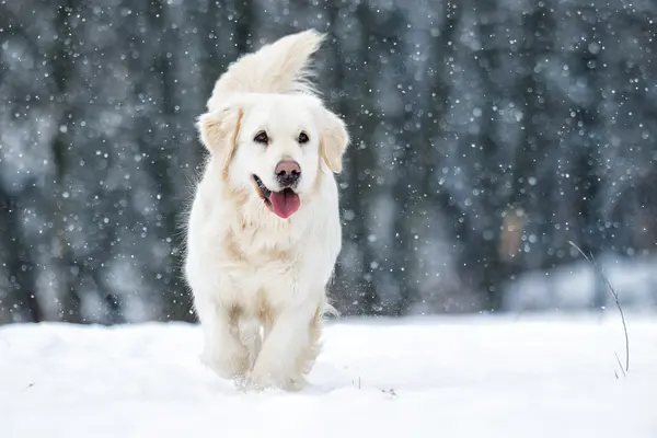 What's a puppy's favorite winter activity?
