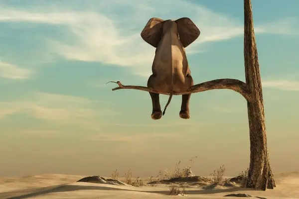 What sound does a grape make when an elephant steps on it?