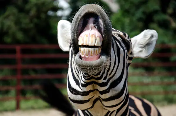 What is a zebra's favorite product for dental hygiene?