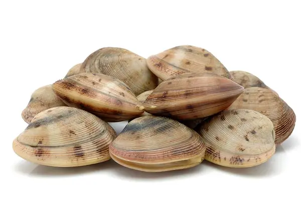 Why do all ocean animals get along with mollusks?