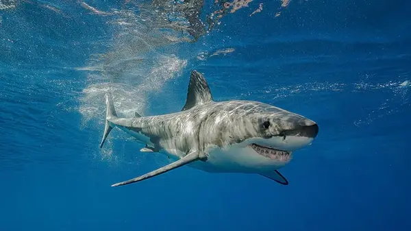 How much does it cost to swim with the sharks?