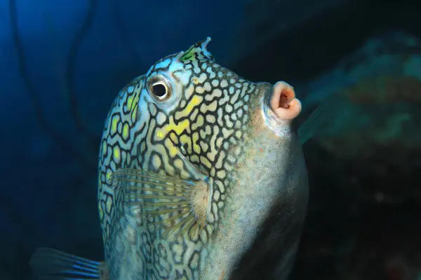 Why are fish terrible at giving speeches?