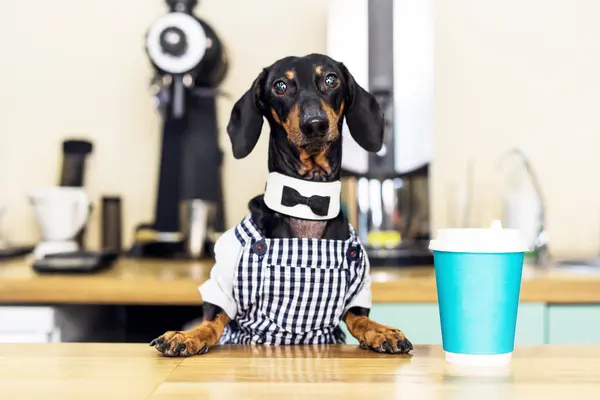 What do dogs order at coffee shops?