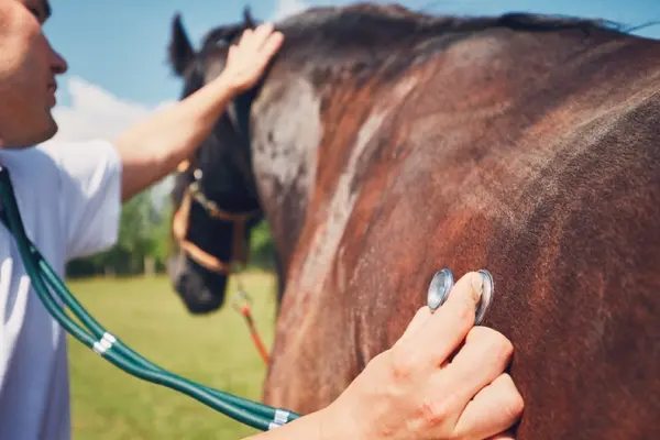 Why don't horses ever go to the doctor?
