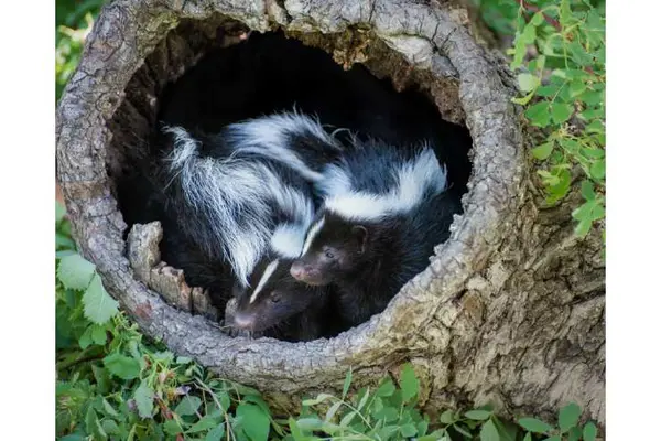Are baby skunks cute?