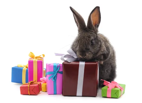 What do you say to a rabbit on its birthday?