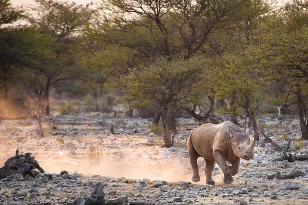 Why do rhinos charge?