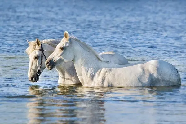 What kind of horse can swim underwater without coming up for air?