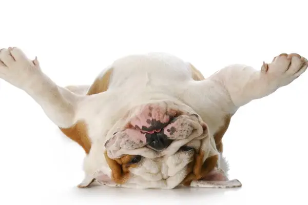 What did the dog say when he sat on sandpaper?