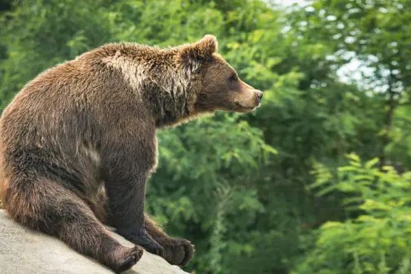 What part did the grizzly have in the choir?