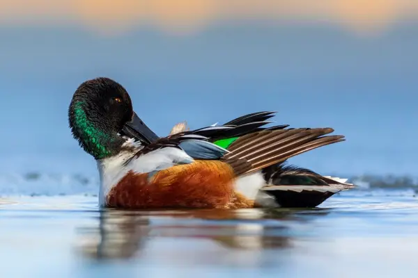 What's a duck's favorite ballet?