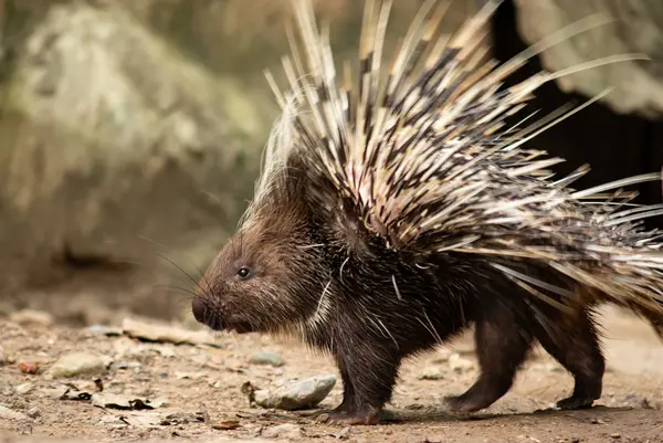 Why do porcupines always win the game?