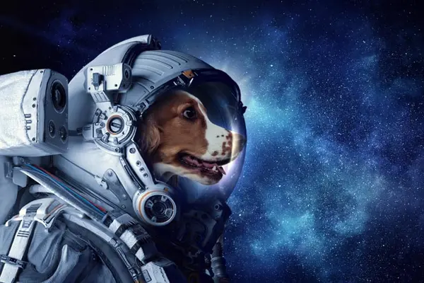 What do you call a dog in space?
