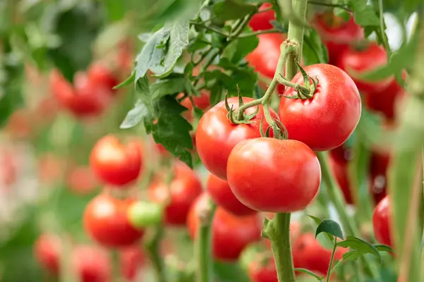 What did the father tomato say to the baby tomato while on a family walk?