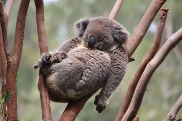 Why don't koalas categorize as bears?