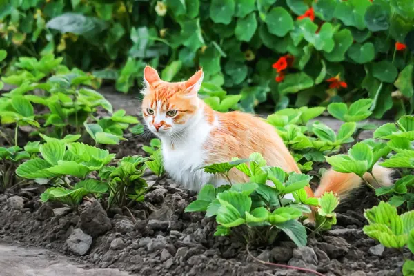 What do felines love to plant in a garden?