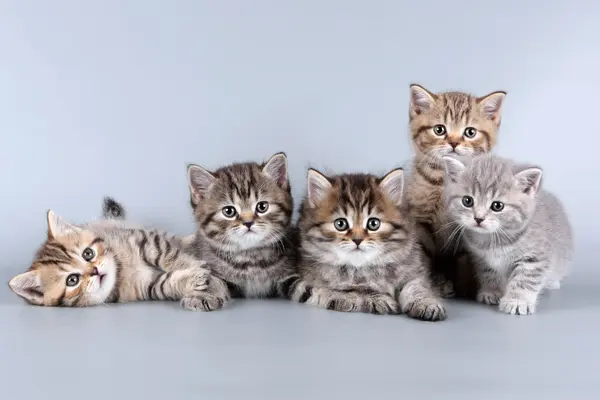 Where did the school kittens go for their field trip?