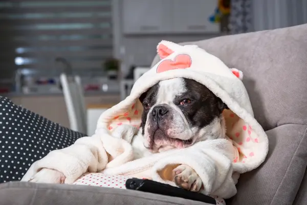How do dogs take breaks while watching a movie?