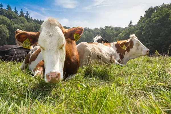 When do cows get tired?