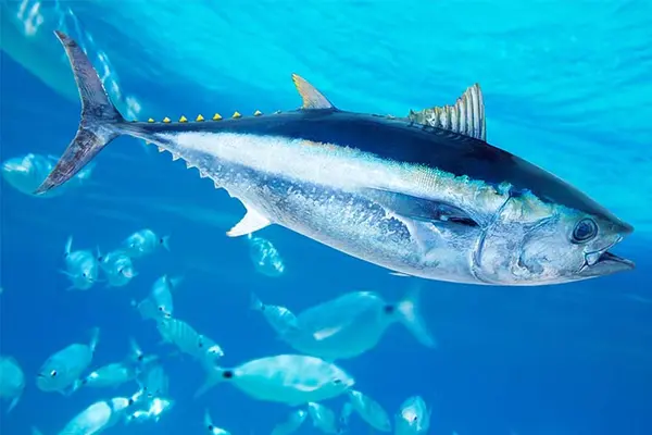 What fish loves to play in a band?