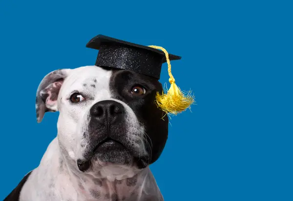 Which yearbook superlative did the dog win?