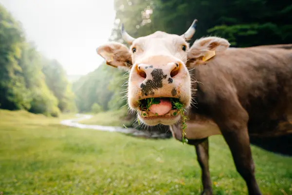 Why are cows bad at telling jokes?