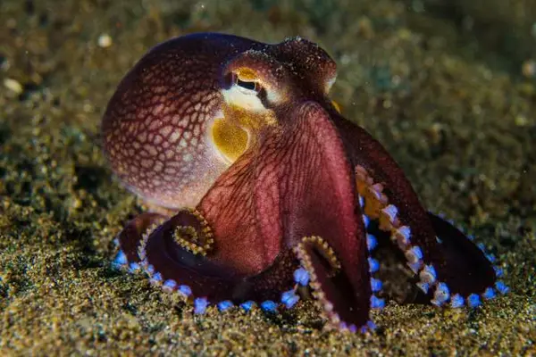 How many tickles does it take to make an octopus laugh?