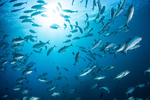 Why didn't the fish go on summer vacation?