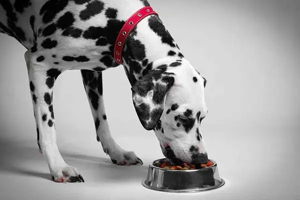 What did the hungry Dalmatian say when he had a meal?
