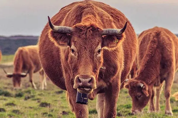 Why do cows wear bells?