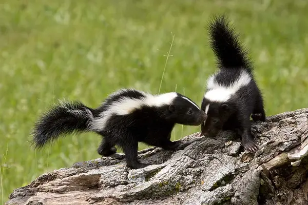 Why do two skunks argue?