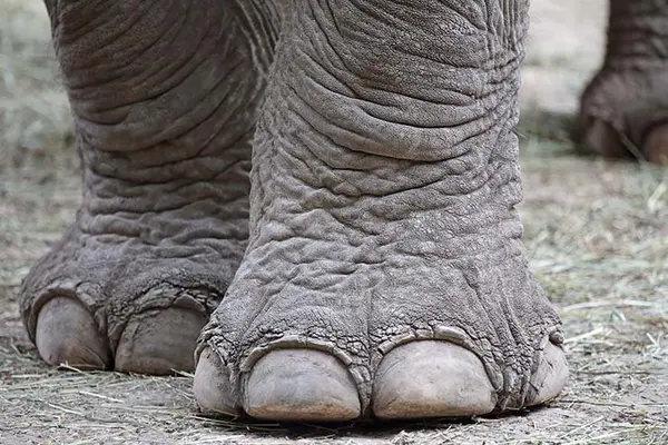 What did the elephant do when he hurt his toe?
