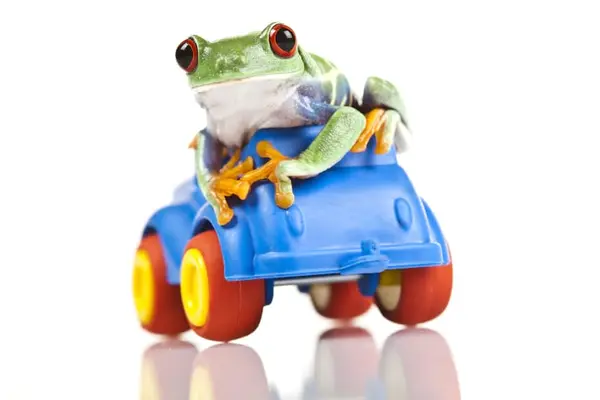 What do you say to the tree frog who needs a lift?