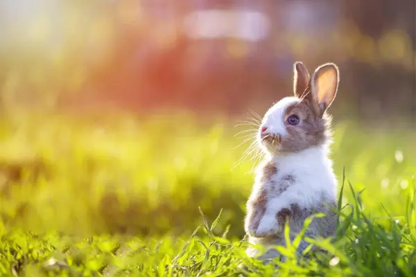 Where do rabbits go out to dance?