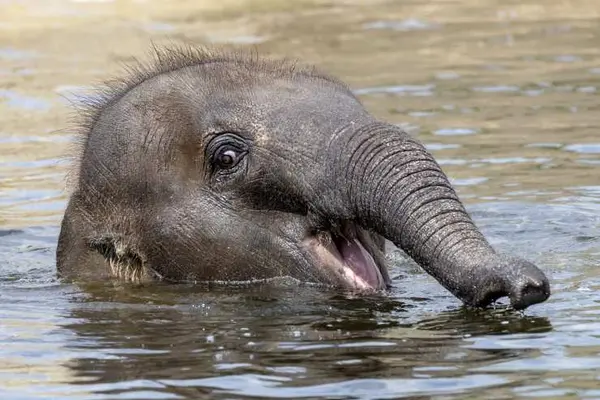 What do you call a group of elephants in the pool?