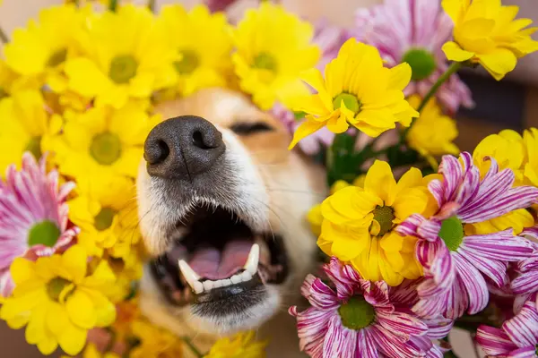 What do you call a dog with spring allergies?
