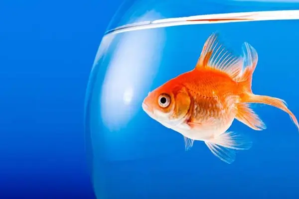 What do you call a fish wearing a bowtie?