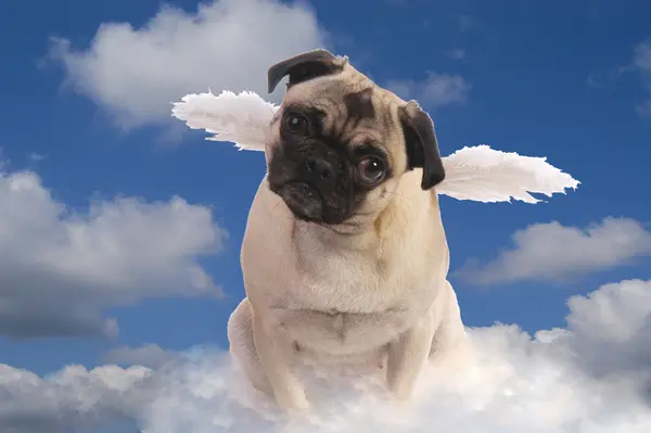 Who do all the Catholic dogs pray to?