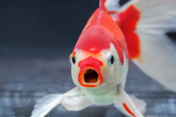 Did you hear about that anti-social fish?