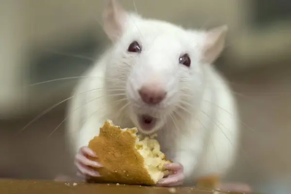 Why do mice need oiling?