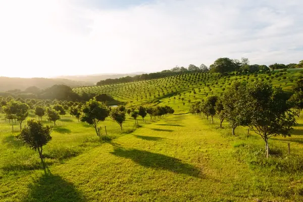 What do you call an orchard full of relatives?