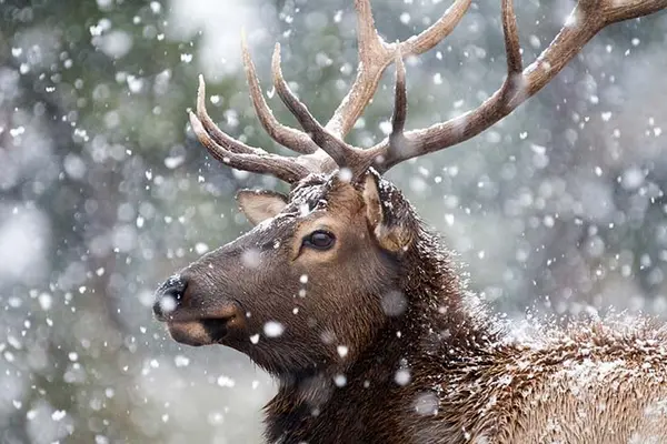 Why did the elk have great hair?
