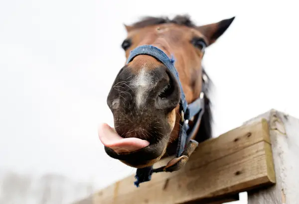 What did the horse say when it collapsed?